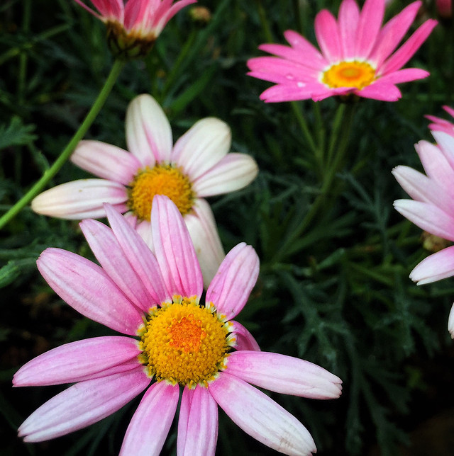 flower-nature-summer-flora-garden 图片素材