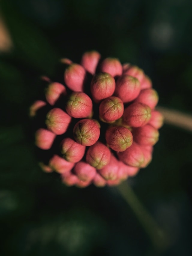 color-plant-natural-flower-bud 图片素材