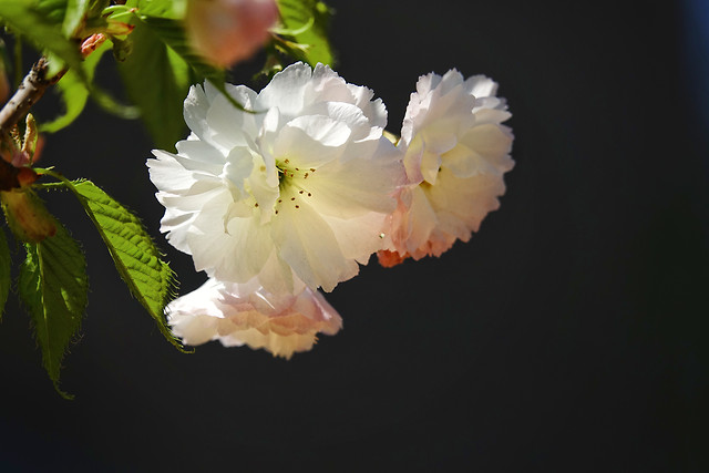 flower-nature-leaf-flora-no-person 图片素材