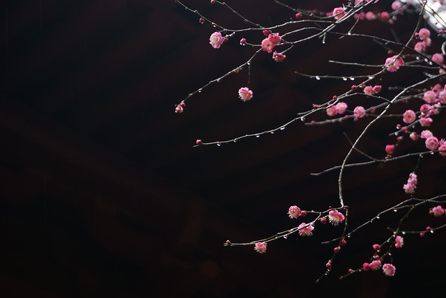flower-cherry-branch-tree-no-person 图片素材