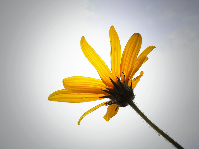 no-person-flower-yellow-nature-summer 图片素材