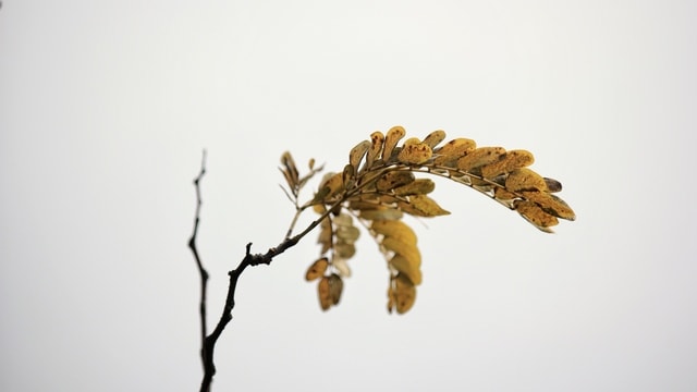 branch-leaves-landscape-fall-nature picture material