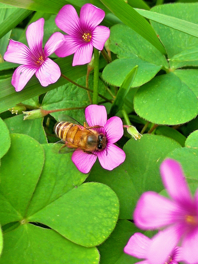 nature-flower-no-person-leaf-clover 图片素材