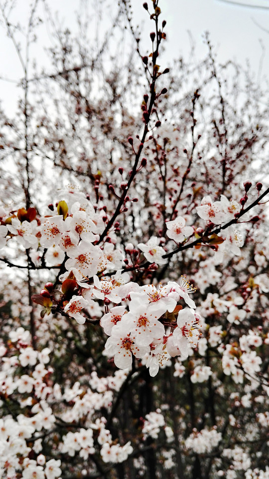 cherry-branch-tree-flower-season 图片素材