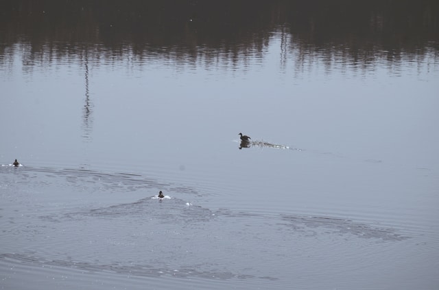 water-freezing-bird-water-bird-river picture material