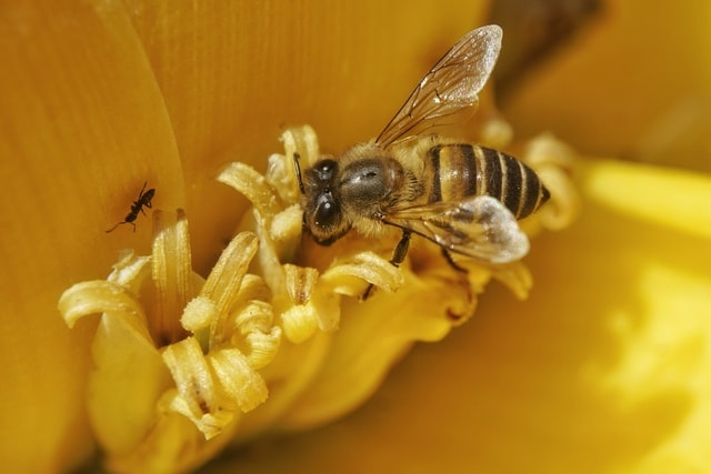 wasp-flower-bee-honeybee-insect 图片素材