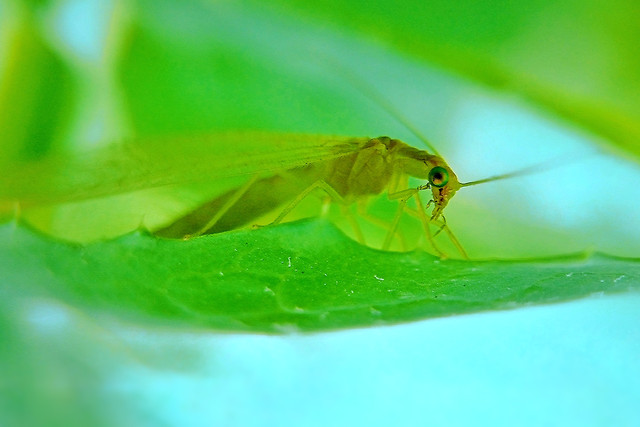 nature-leaf-insect-no-person-summer picture material