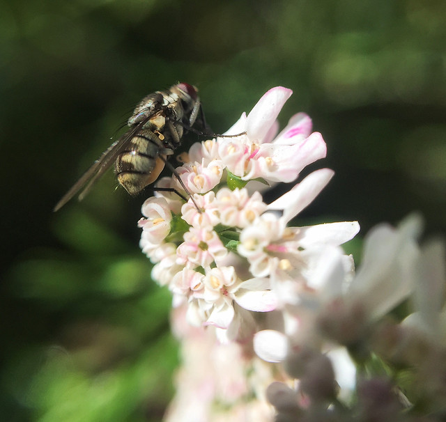 flower-nature-insect-bee-summer picture material