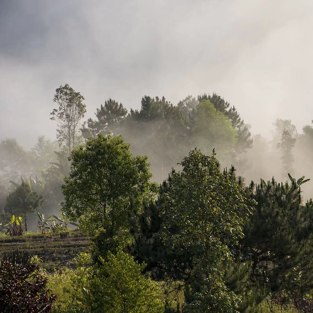 tree-no-person-fog-nature-landscape picture material