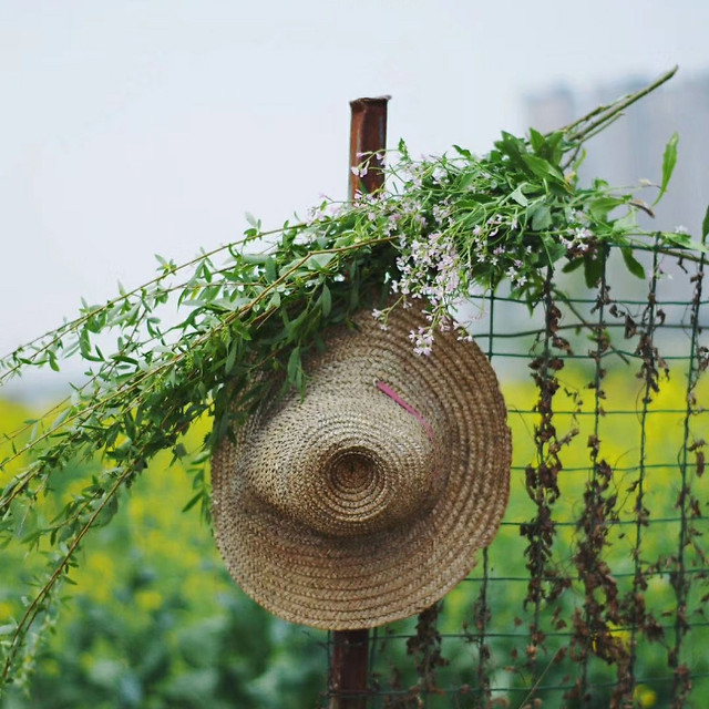 nature-summer-flora-garden-food 图片素材