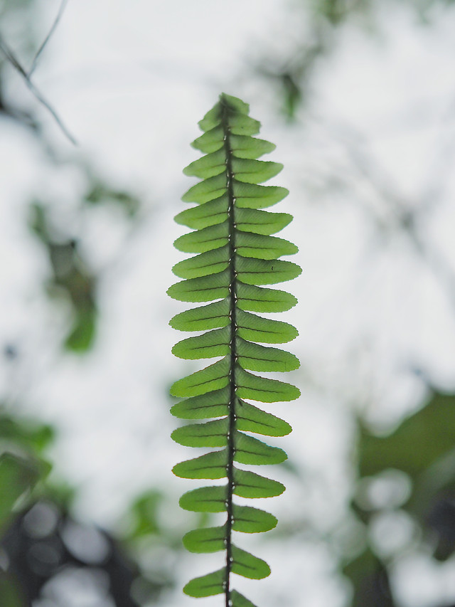 nature-leaf-no-person-growth-flora 图片素材