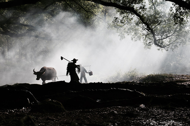 water-tree-smoke-landscape-monochrome picture material