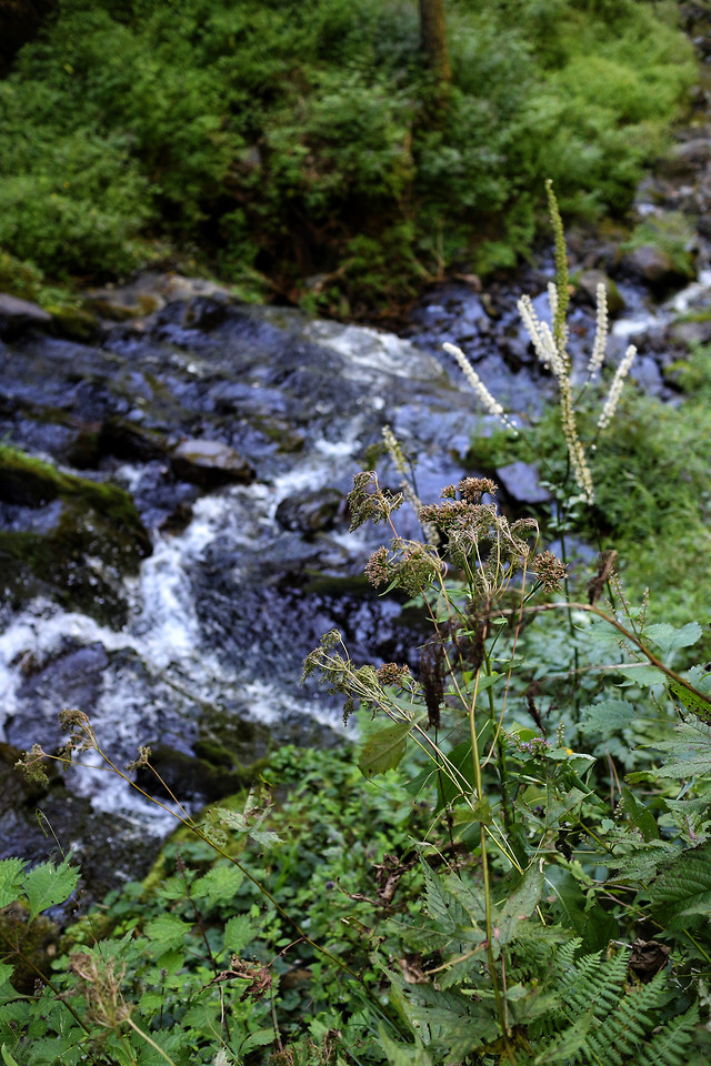 water-nature-outdoors-leaf-wood picture material
