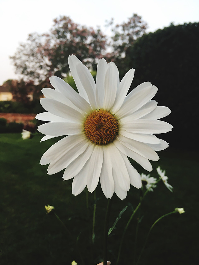 flower-nature-flora-no-person-summer 图片素材