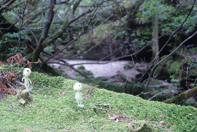 nature-tree-wood-leaf-park 图片素材