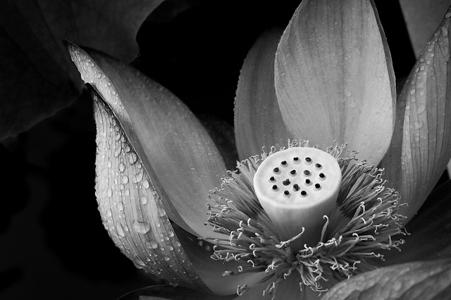 flower-no-person-leaf-nature-monochrome picture material