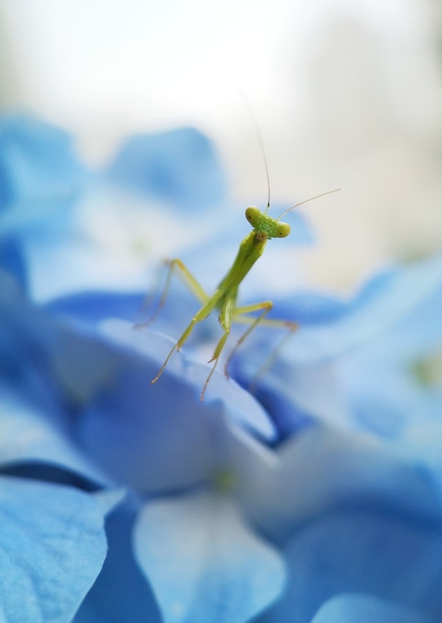 mobile-photography-macro-insect-螳螂-blue 图片素材