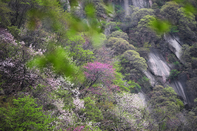 landscape-tree-wood-nature-travel 图片素材