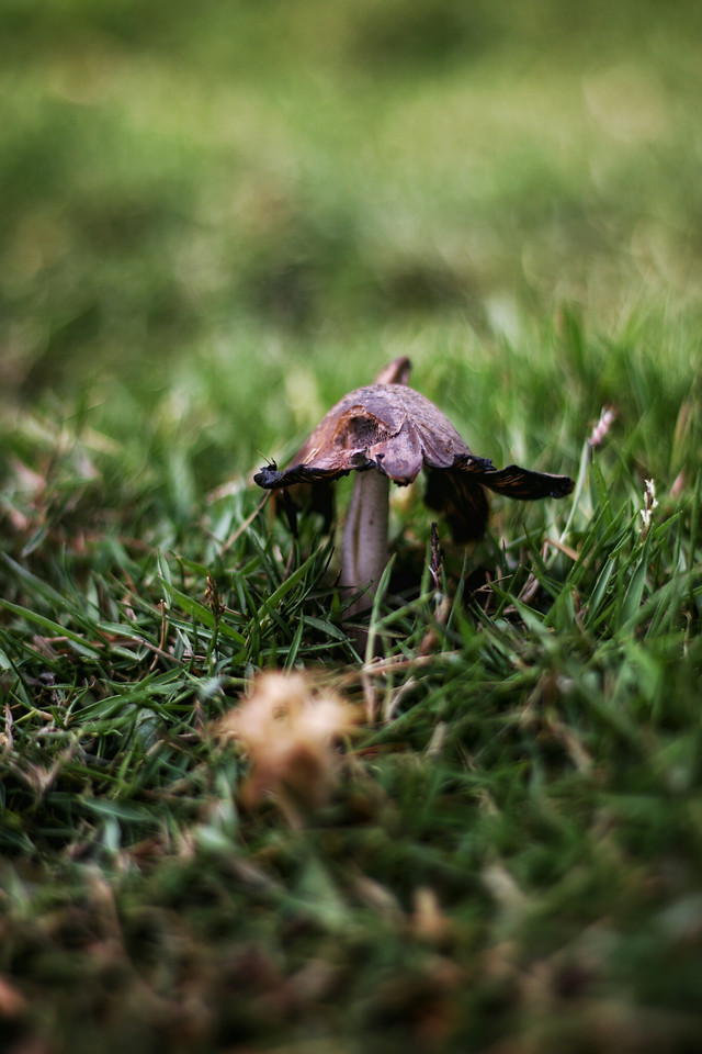 grass-nature-outdoors-no-person-summer 图片素材