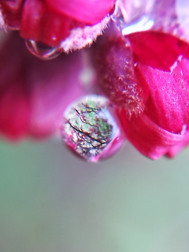 nature-flower-summer-flora-color picture material