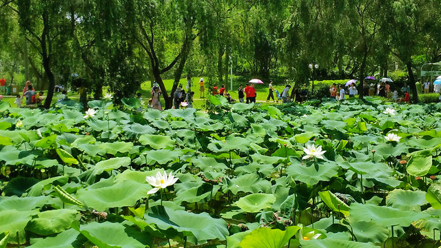 flora-pool-leaf-flower-park picture material