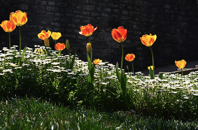 flower-garden-nature-flora-no-person 图片素材