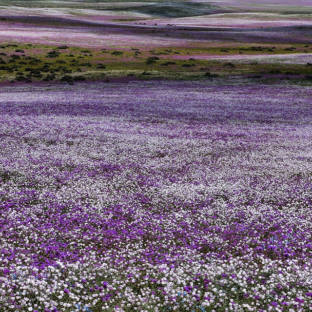 atacama-flowers picture material