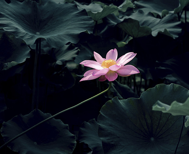 flower-lotus-flora-pool-lily 图片素材