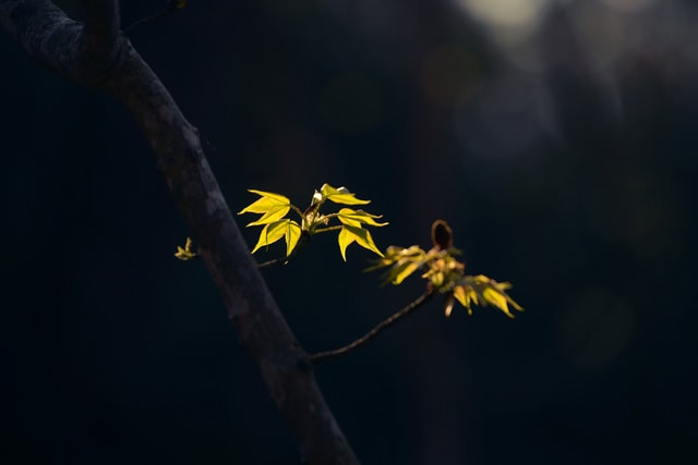 spring-leaf-plant-natural-flower 图片素材