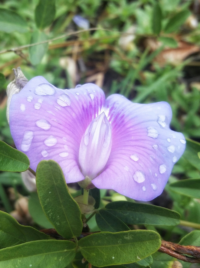 nature-leaf-flora-flower-summer picture material