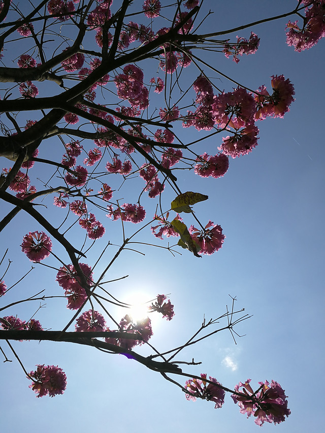 branch-flower-tree-cherry-sky picture material