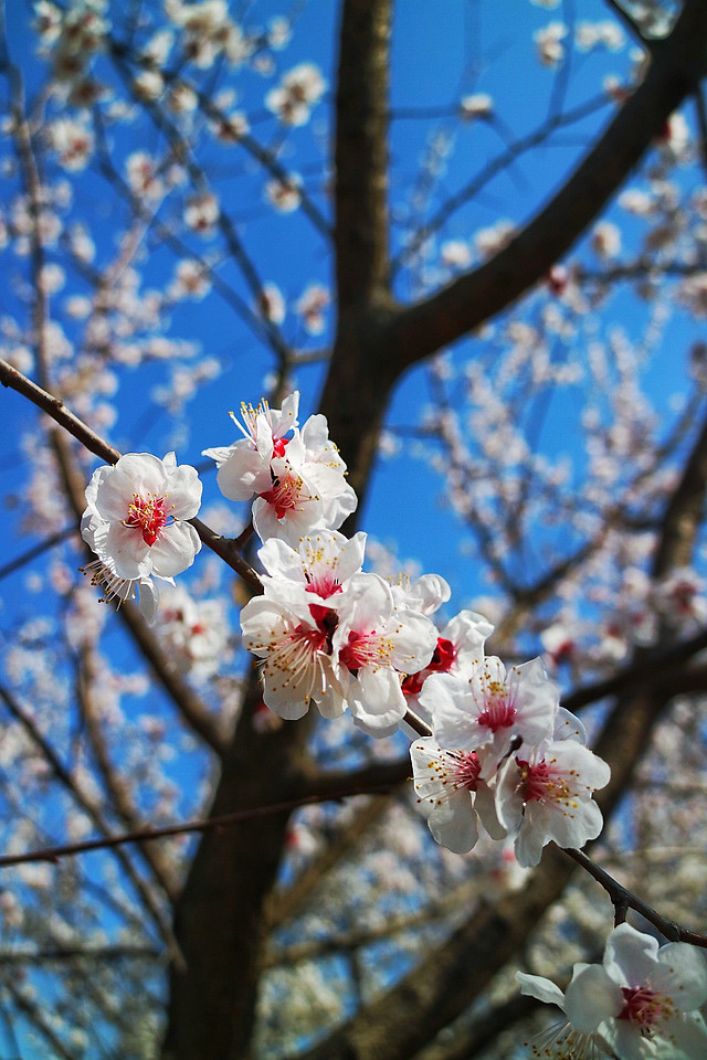 cherry-branch-tree-flower-season 图片素材