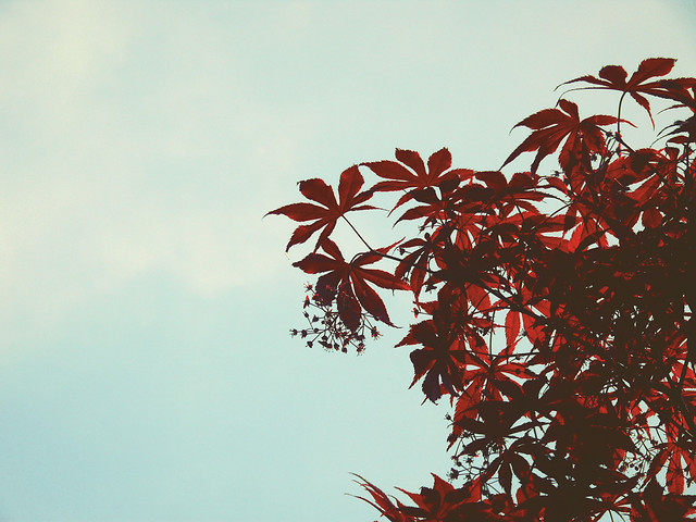 no-person-leaf-nature-sky-red picture material