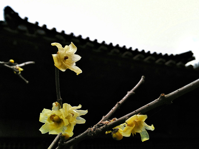 no-person-flower-yellow-desktop-color picture material