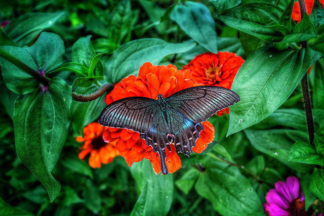 nature-butterfly-garden-leaf-flower 图片素材