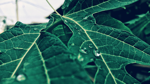 the-green-inside-the-blue 图片素材