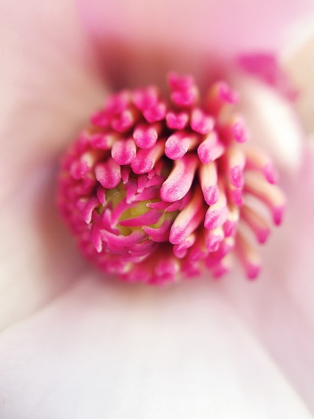 macro-pink-color-spring-magnolia 图片素材