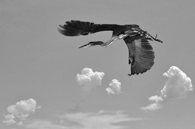 bird-no-person-sky-wildlife-flight 图片素材