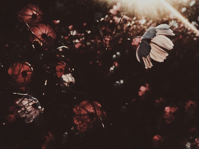 sky-leaf-cloud-light-night 图片素材