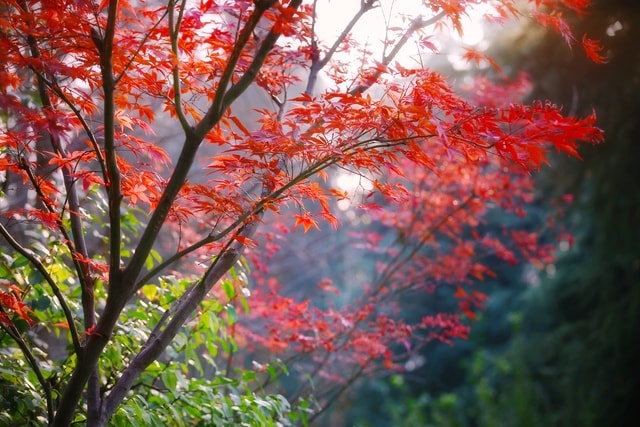 red-maple-nature-tree-autumn-woody-plant picture material