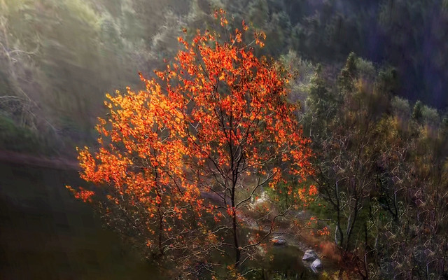 nature-leaf-tree-landscape-autumn-color 图片素材