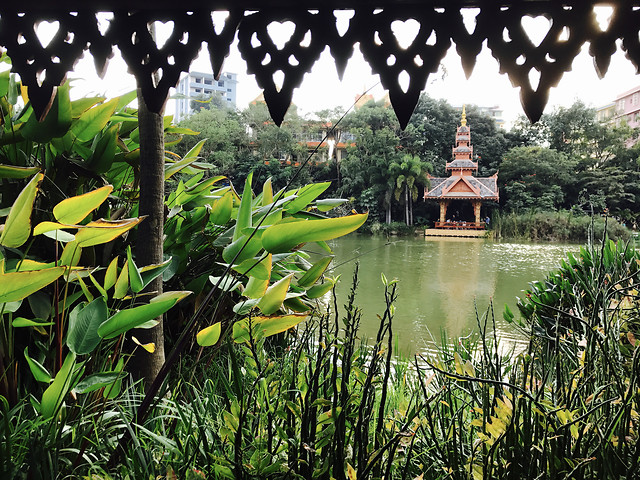 garden-nature-no-person-tree-leaf 图片素材