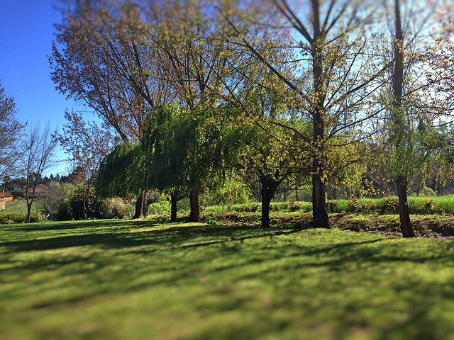 tree-landscape-wood-nature-grass 图片素材