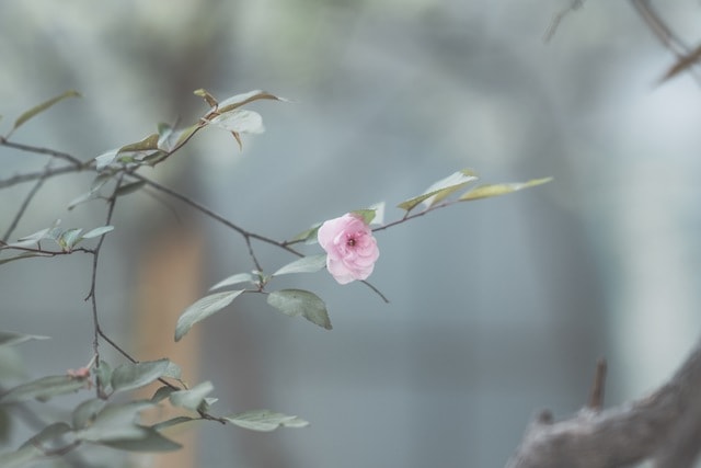 flower-pink-branch-plant-twig picture material