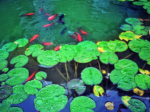 pool-water-leaf-aquatic-tropical picture material