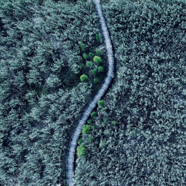 aerial-photography-green-tree-leaf-grass 图片素材
