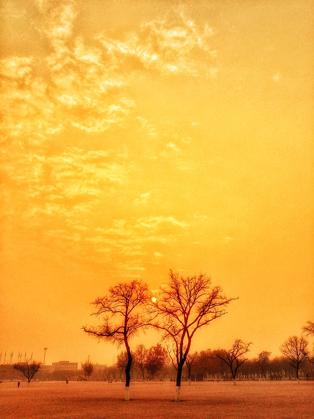 landscape-sunset-dawn-sky-tree 图片素材