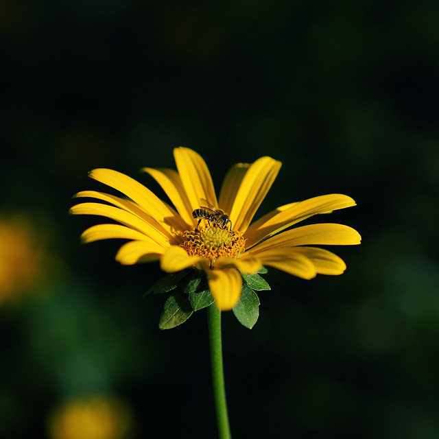 nature-flower-no-person-summer-flora 图片素材