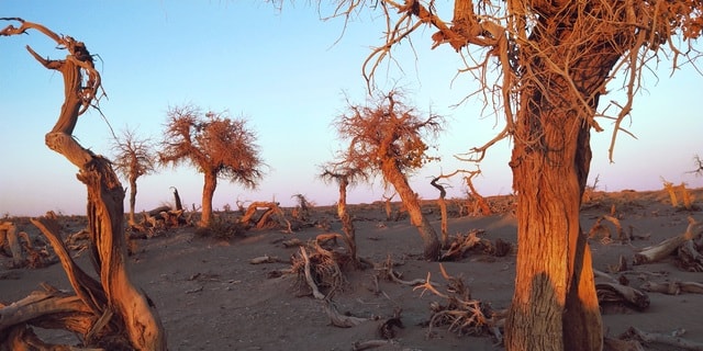 tree-sky-landscape-wood-sand picture material