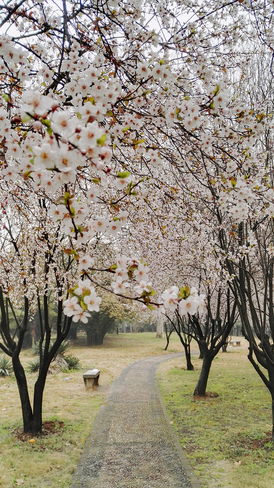 tree-cherry-flower-nature-branch 图片素材